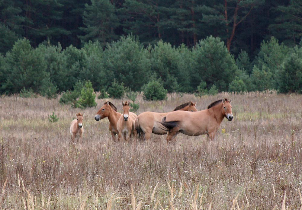 Przewalski Horses of Chernobyl-10