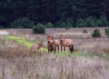 Przewalski Horses of Chernobyl-02