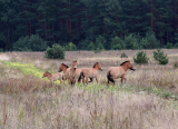 Przewalski Horses of Chernobyl-03