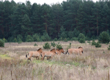 Przewalski Horses of Chernobyl-05