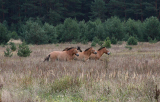 Przewalski Horses of Chernobyl-06