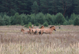 Przewalski Horses of Chernobyl-09