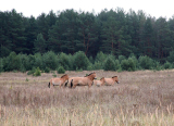 Przewalski Horses of Chernobyl-11