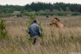 Przewalski Horses of Chernobyl-14