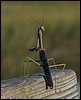 mantid1.jpg