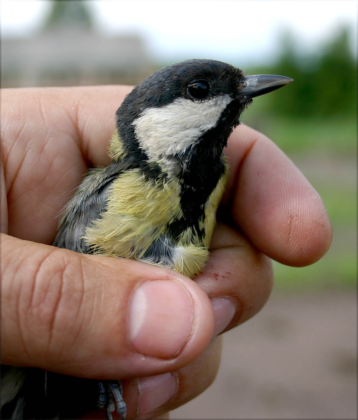 great-tit1