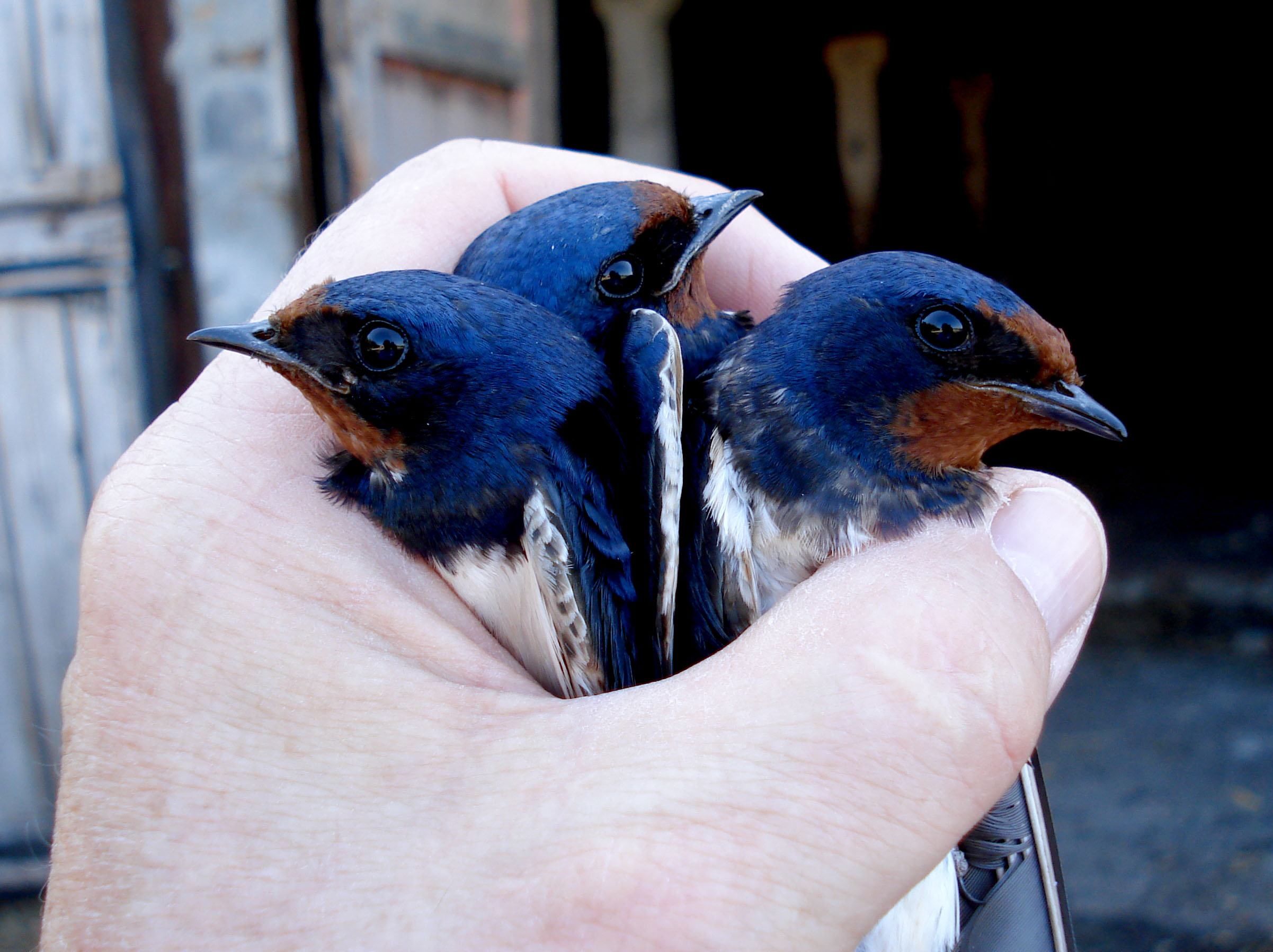 DSC02021-three-swallows-in-hand